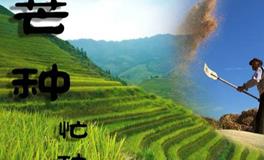 二十四节气之芒种