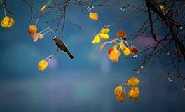 二十四节气之白露