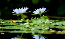 A微日记:射手座2018年5月运势