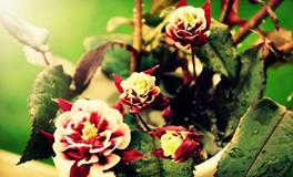 易玄:生肖虎一周运势（5.4-5.10）