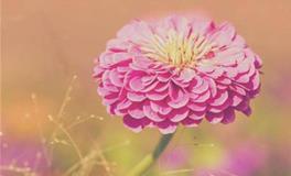 易玄:生肖鸡一周运势（5.4-5.10）