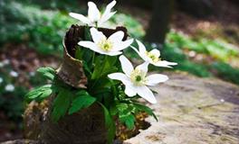 苏珊米勒:白羊座2018年5月运势