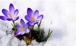 YAO叔:狮子座一周运势（5.7-5.13）