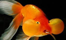 金鱼脑子，记忆力不好的生肖