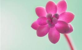 浮图塔:生肖兔一周运势（5.14-5.20）