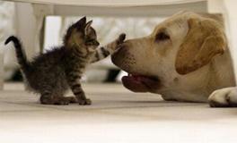 铃兰塔罗：近期，什么倒霉事回来找你