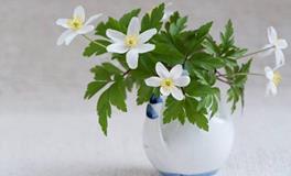 羲邑师姐:生肖狗一周运势（5.14-5.20）