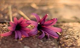 李云天生肖猪2018年6月运程