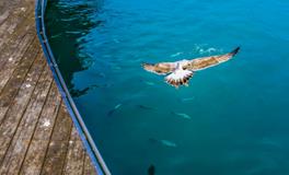 梦见鱼在天上飞意味着什么