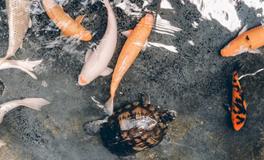 梦见乌龟吃鱼意味着什么