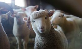 梦见羊肉是什么意思