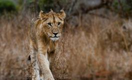 梦见狮子追我是什么意思