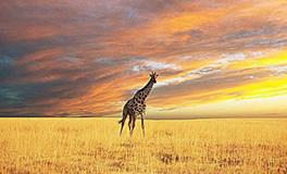 董易林:2018年5月31日生肖运势