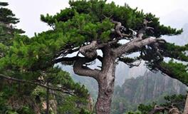 水则堂:2018年6月7日生肖运势