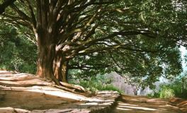 董易林:2018年6月8日生肖运势