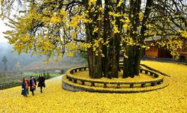 董易林:2018年6月9日生肖运势