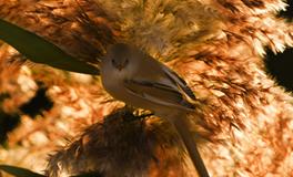 董易林:2018年6月15日生肖运势