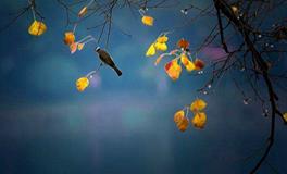 白露节气的由来