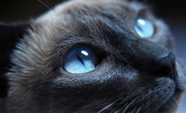 梦见猫说话是什么意思