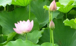 董易林2018年6月23日生肖运势