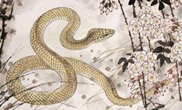 属蛇2019年运势运程 生肖蛇2019年运势大全