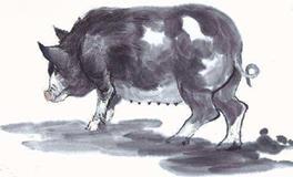 属猪2019年运势运程 生肖猪2019年运势大全