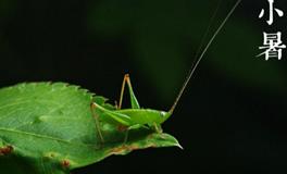 关于小暑节气的传统习俗