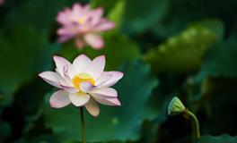 董易林2018年7月6日生肖运势