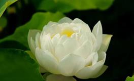 Alex摩羯座一周运势（7.9—7.15）