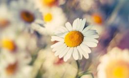 这些星座的人生处处开挂