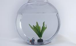 家中鱼缸摆放风水禁忌