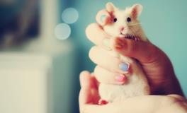 属鼠的财运在什么方位