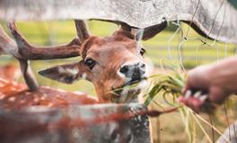 属龙未来十年运势如何