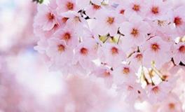 双子座的死亡之花