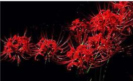 巨蟹座的死亡之花