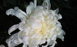 处女座的死亡之花