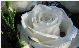 天蝎座的死亡之花