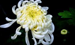 AB型血的人该如何学会浪漫