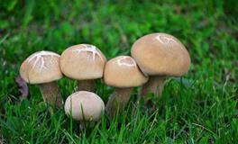 B型血狮子座很无趣吗？