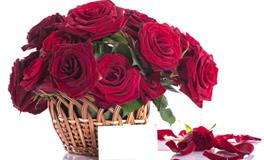 白羊座幸运花，白羊座的幸运花是什么