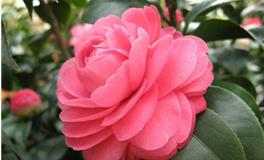 双子座幸运花，双子座的幸运花是什么