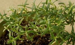 摩羯座幸运花，摩羯座的幸运花是什么