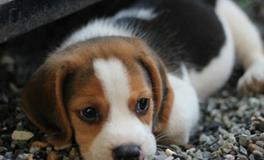 梦见狗主动亲近自己