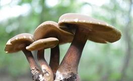 B血型双子座的事业观