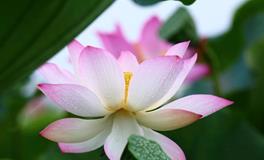 A血型狮子座的事业观