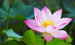 B血型处女座的事业观