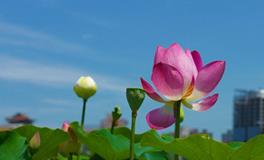 O血型处女座的事业观