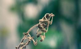 周公解梦梦见亲人死了