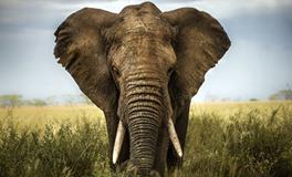 A血型双鱼座的事业观