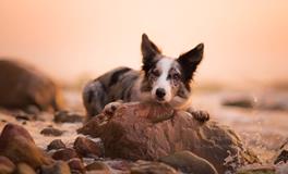 金狗年是哪些年份